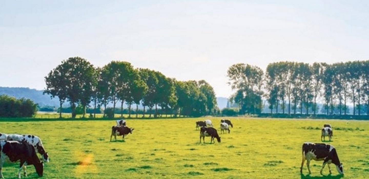 Dairy from Flanders further reduces carbon footprint