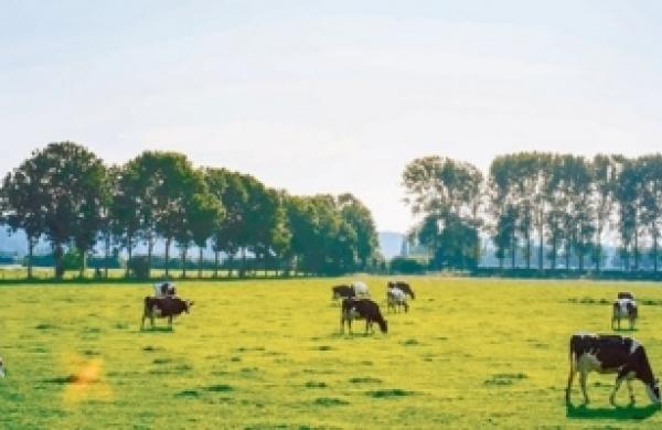 Flämische Milchwirtschaft stets nachhaltiger